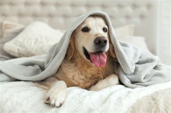 The 5 Best Chew-Proof Dog Blankets